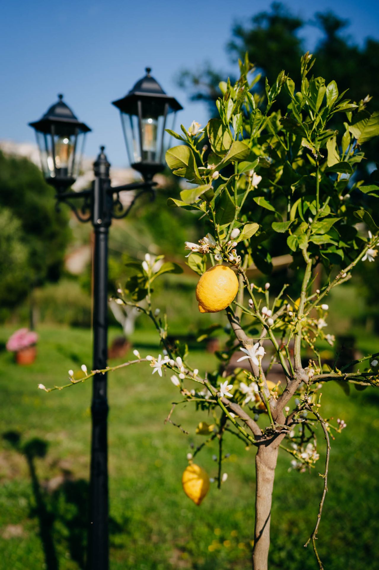 Albero di limoni in fiore nel giardino